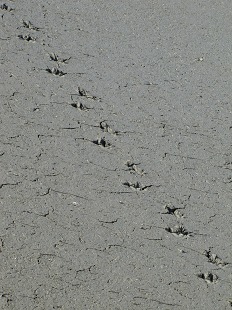 Pas d'oiseaux