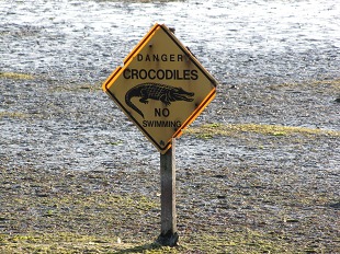 Crocodile