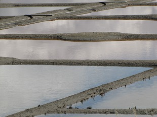 Marais Salants