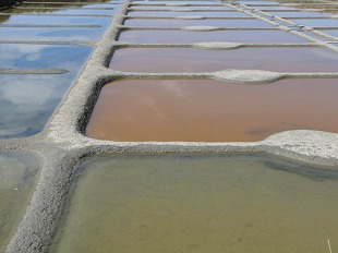 Marais Salants
