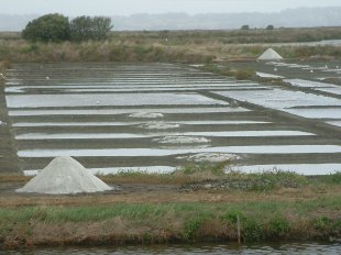 Marais Salants