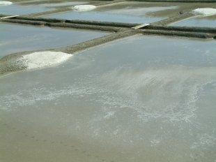 Marais Salants - sel