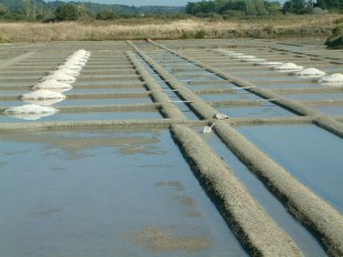 Marais Salants - récolte du sel
