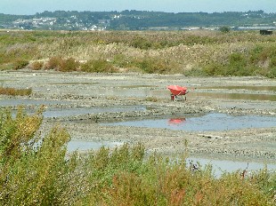 Marais Salants