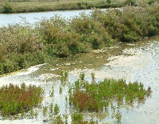 Marais Salants