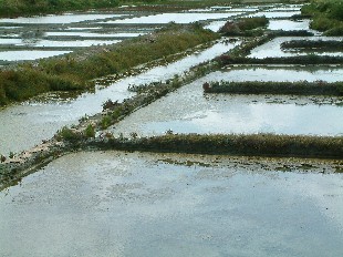 Marais Salants