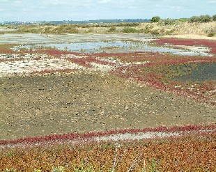 Marais Salants