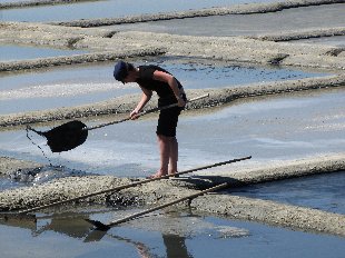 Marais Salants: Travail du Sel