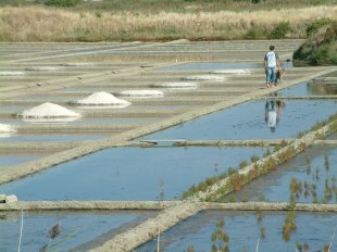 Marais Salants: Travail du Sel