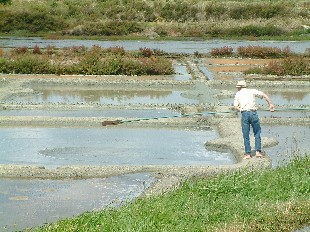 Marais Salants: Travail du Sel