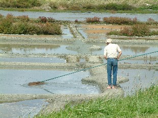 Marais Salants: Travail du Sel