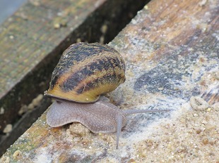 Escargots