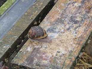 Escargots