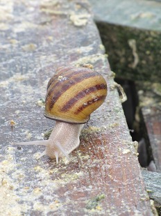 Escargots