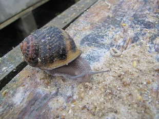 Escargots