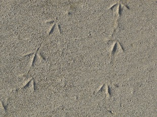 Traces d'oiseau
