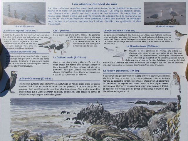 Oiseaux du Bord de Mer