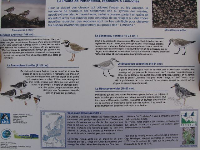 Oiseaux du Bord de Mer