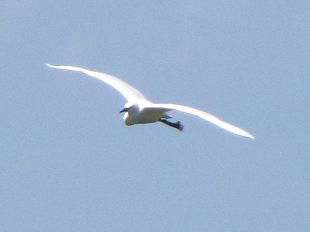 aigrette garzette en vol