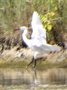 aigrette garzette
