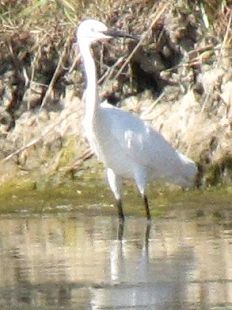 aigrette garzette