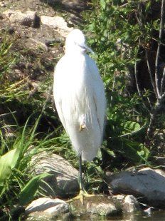 aigrette garzette sur une patte
