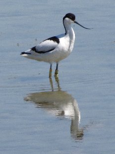 avocette