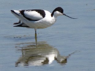 avocette élégante