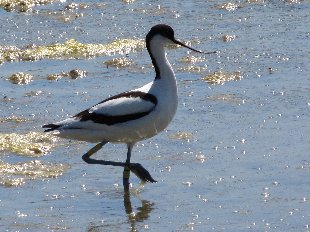 avocette