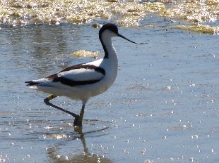 avocette élégante