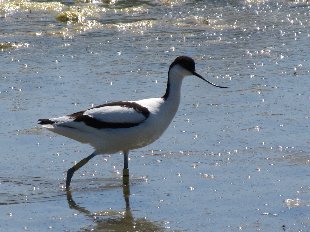 avocette