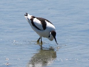 avocette