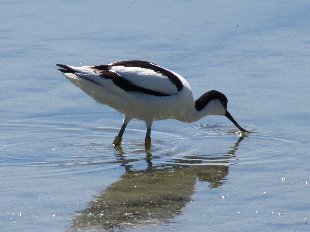 avocette élégante