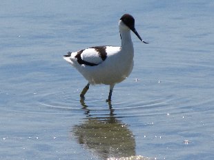 avocette