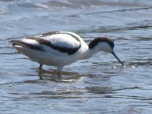 avocette élégante