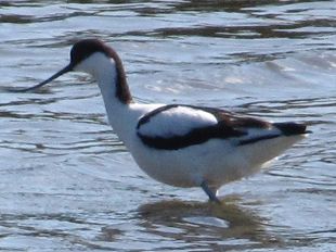 avocette