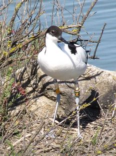 avocette élégante baguée