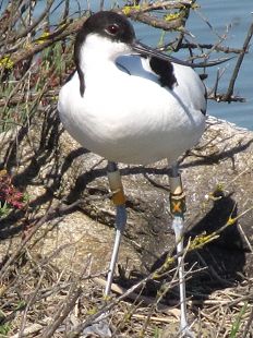 avocette bague