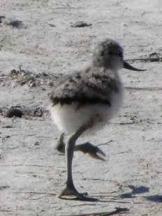 jeune avocette élégante