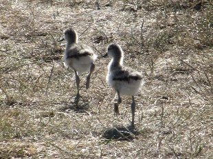 jeunes avocettes
