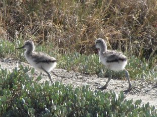 jeunes avocettes