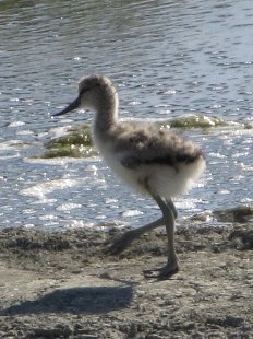jeune avocette élégante