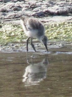 jeune avocette