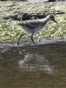 jeune avocette élégante
