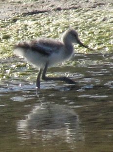 jeune avocette