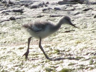 jeune avocette élégante