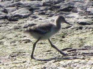 jeune avocette