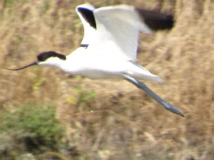 avocette élégante en vol