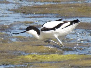 avocette en chasse