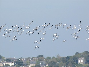 vol d'avocettes élégantes